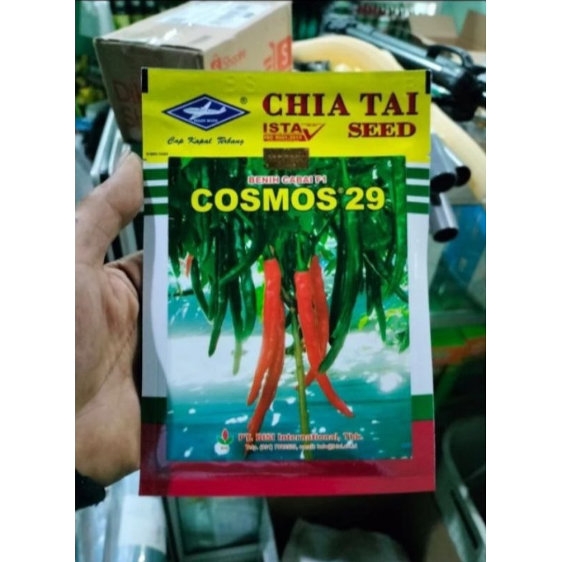 bibit cabe besar cosmos 29