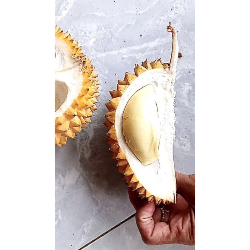 

buah durian ukuran kecil rasa manisss pollll