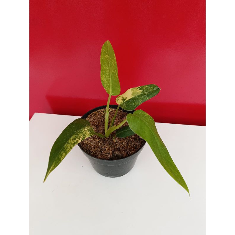 domestikum variegata realpict