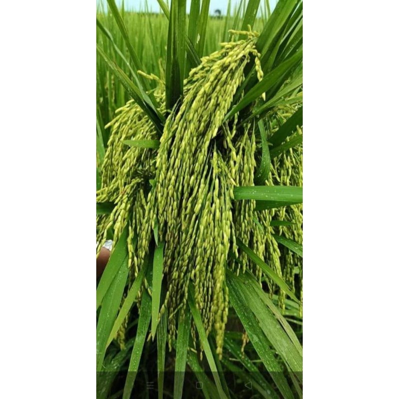 benih padi Mr 219 5kg