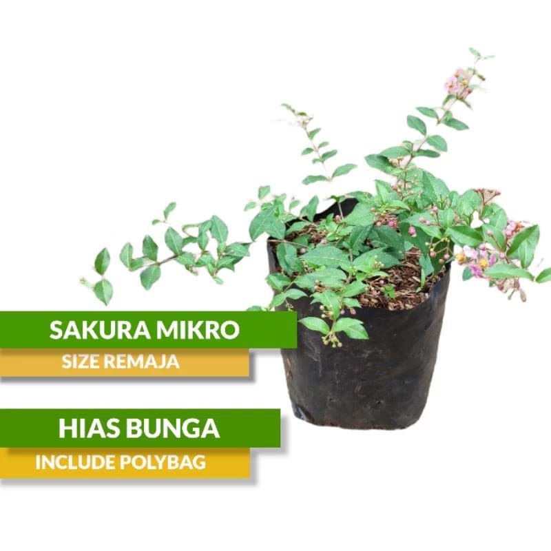 Adelonz Tanaman Bunga Sakura Mini//Sakura Mikro
