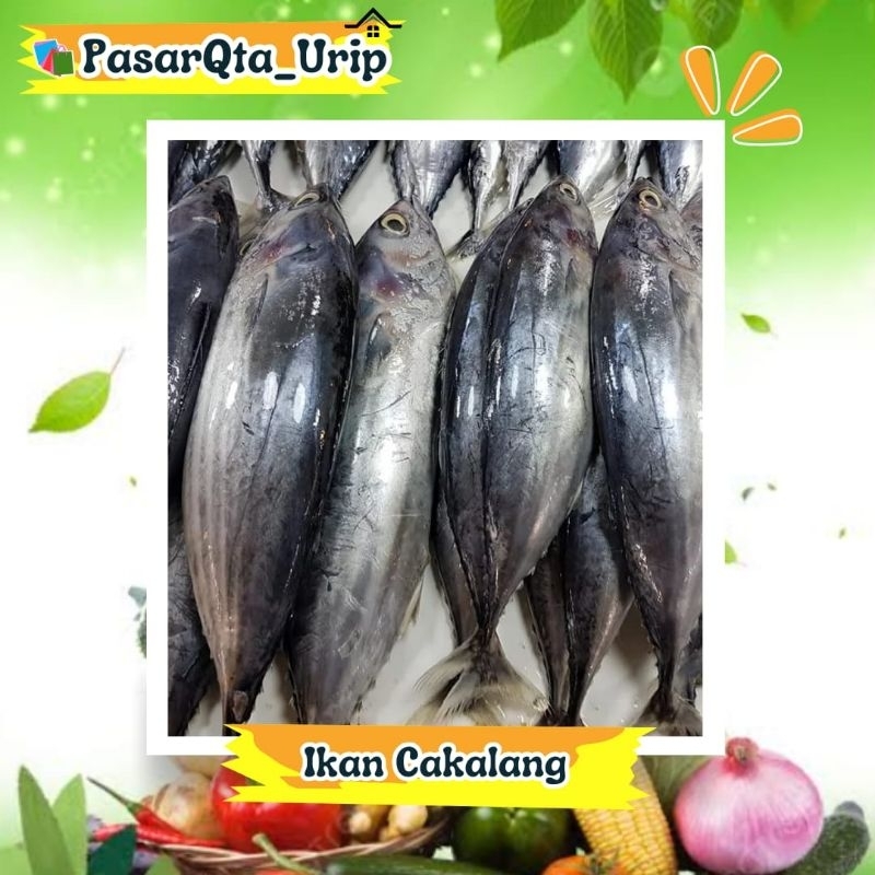 

Ikan cakalang per paket isi 2-3 ekor tergantung ukurannya/ pasar online makassar/pasar sayur Makassar