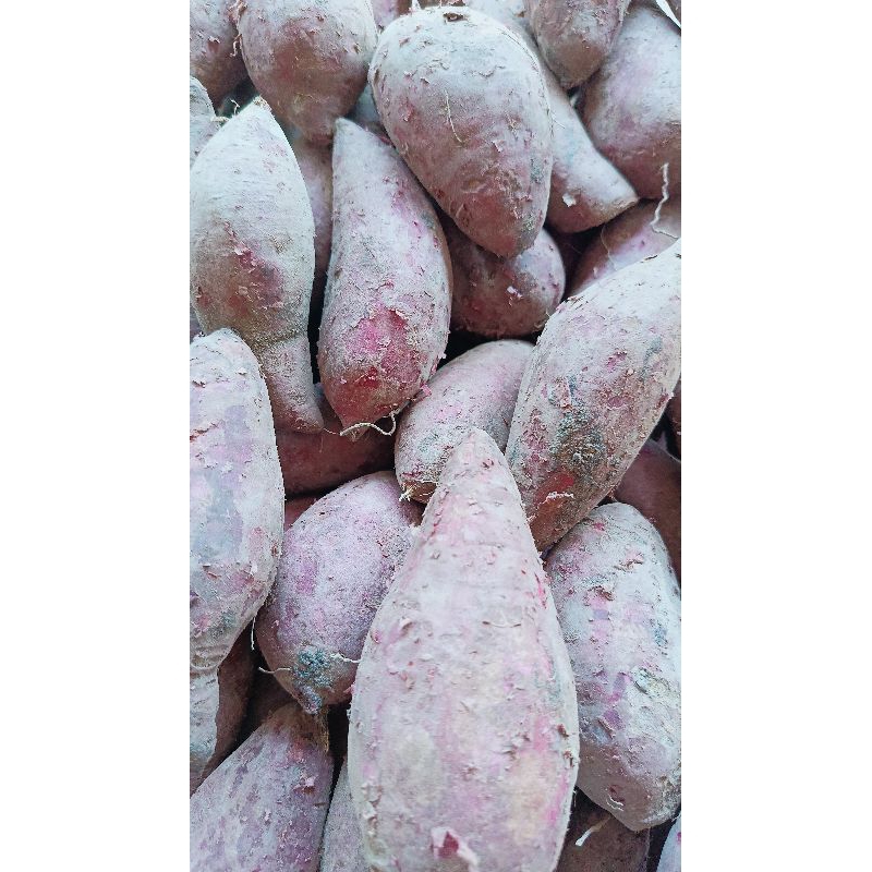 

Ubi ungu asli