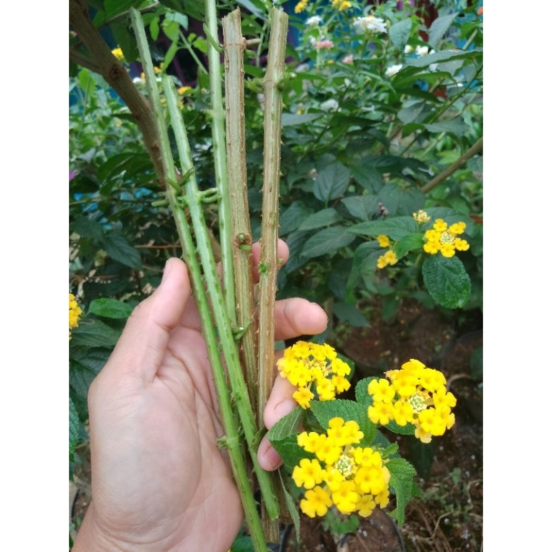STEK LANTANA KUNING / BUNGA LANTANA KUNING