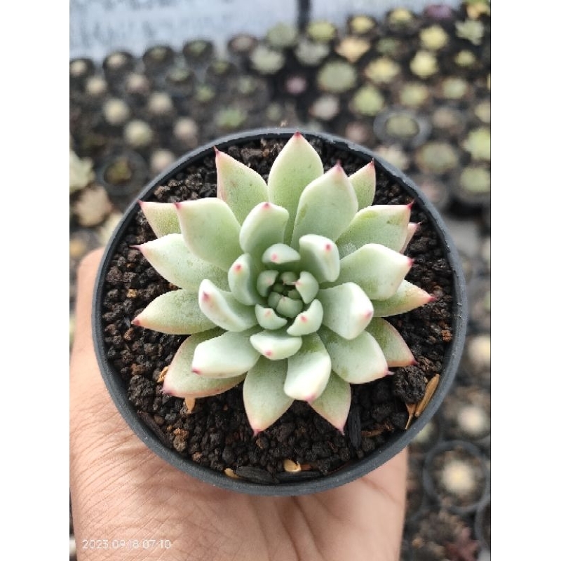 sekulen echeveria zaragoza