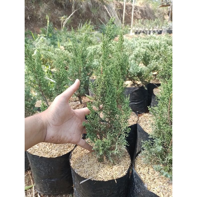 bibit cemara sargenti jarum 30 cm