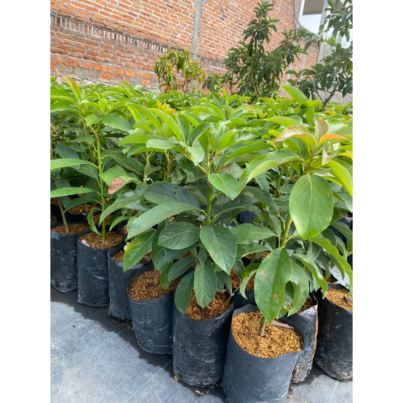 Bibit Alpukat Kelud 60Cm Batang Besar