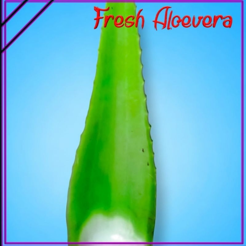 

Pelepah Lidah Buaya Super Jumbo / Aloevera Super Jumbo Organik (600gr)