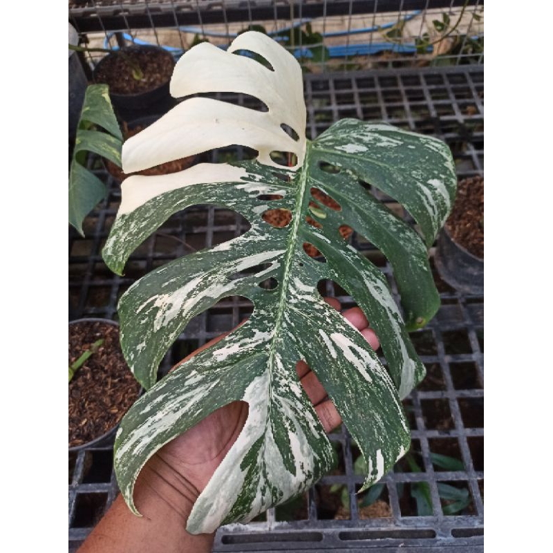 Monstera Variegata / Monstera Marble
