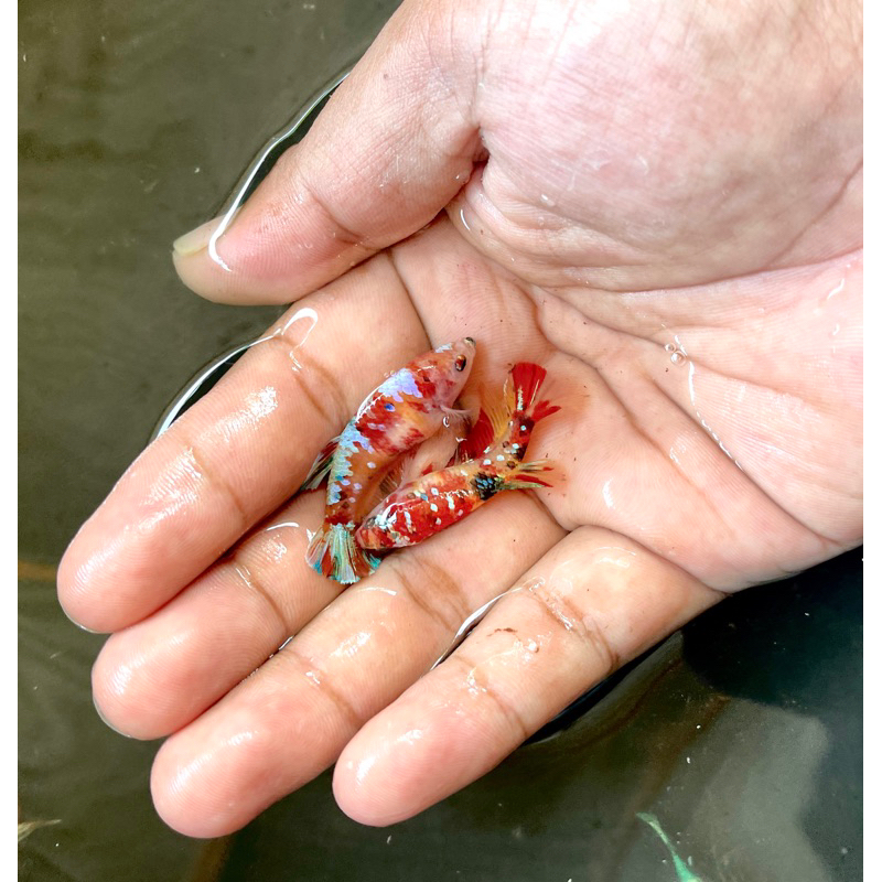 Cupang Betina plakat Multicolor full telur siap bredding