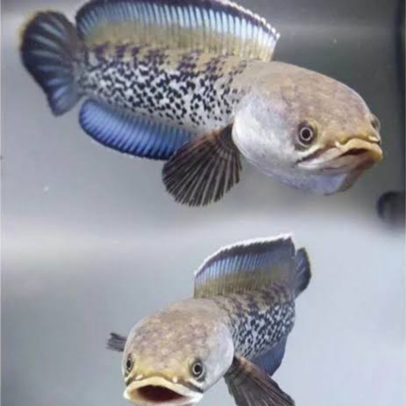 

stewarti karbialong 23-25cm hanya isntant kurir