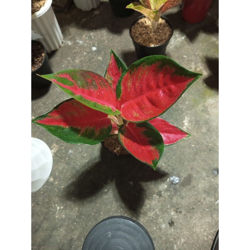 suksom jaipong dewasa