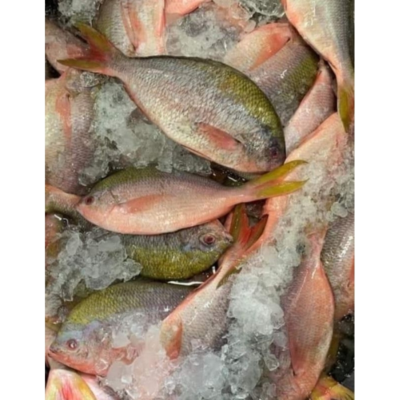 

IKAN EKOR KUNING 1 KG