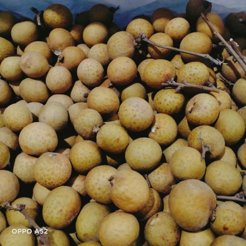 

KELENGKENG SUPER 1KG FRESS