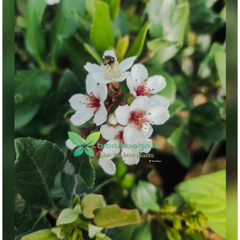 Tanaman Semak Alba Indian hawthorn Mudah berbunga