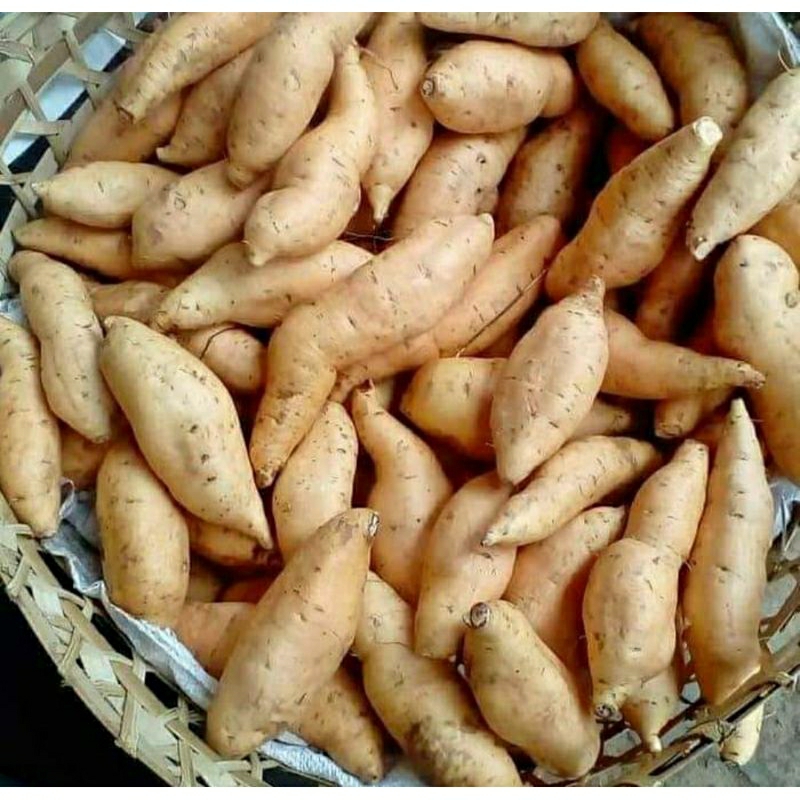 

Tela Madu - Ubi Madu Lumajang - mentah 1kg