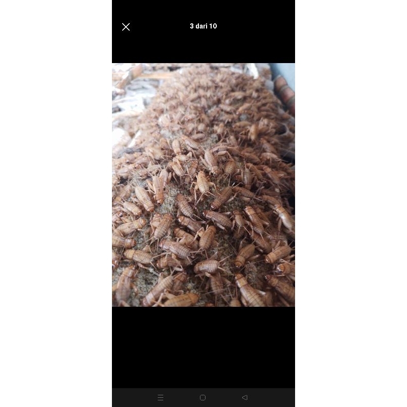 Jangkrik Madu dan Jangkrik Alam Cliring