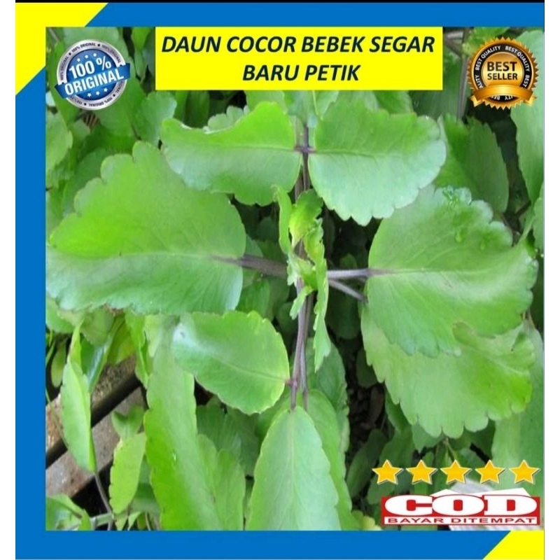 

Daun Cocor Bebek Per Lembar PerLembar Sosor Bebek Pohon Buntiris Segar Obat Herbal
