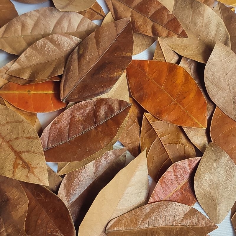 10pcs Daun Kering Aesthetic Hiasan Mahar | Dekorasi Kraft Kerajinan Tangan