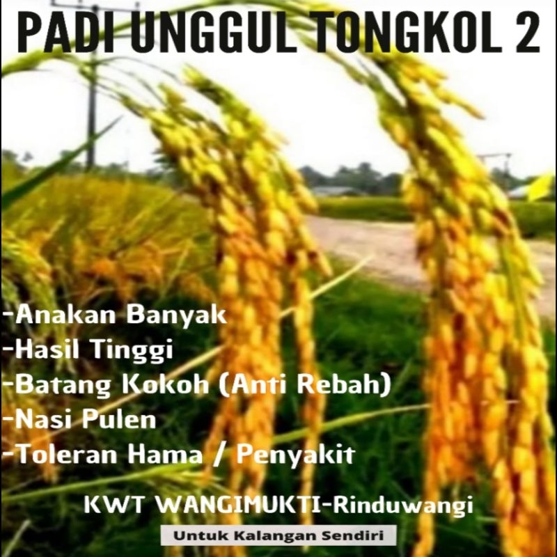 BENIH PADI, PADI UNGGUL TONGKOL 2, BENIH PADI TONGKOL 2, BENIH UNGGUL PADI TONGKOL 2, TONGKOL2, 1 Kg