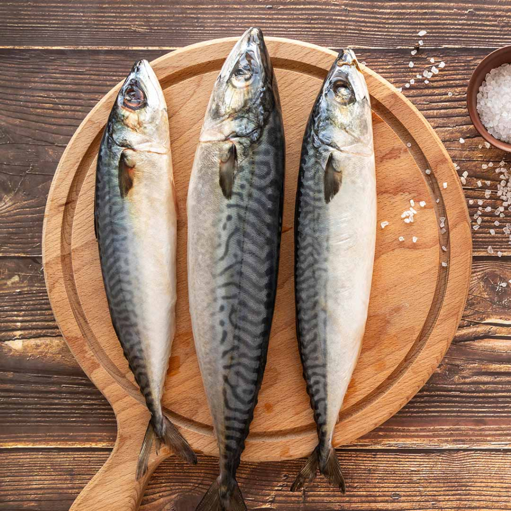 

Premium Norway Saba Fish / Mackarel Fish