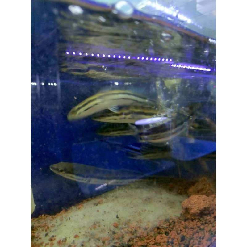 Ikan toman/cana toman ukuran kurang lebih 15-18cm