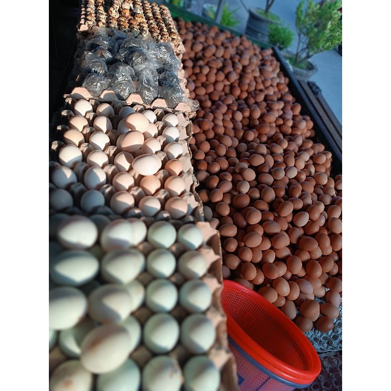 

telur ayam negeri
