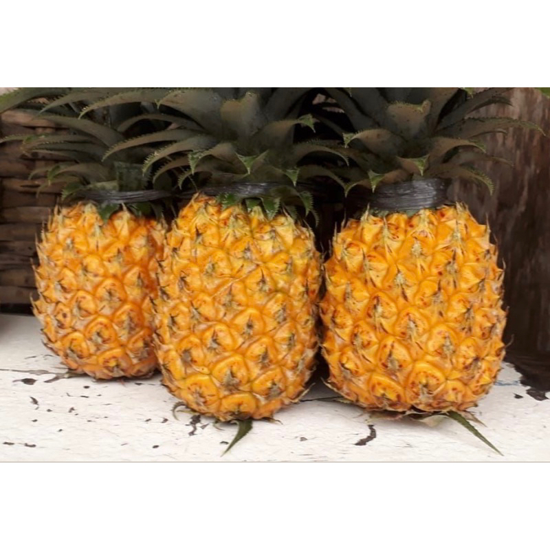 

NANAS MADU LOLOSAN (Jumbo)