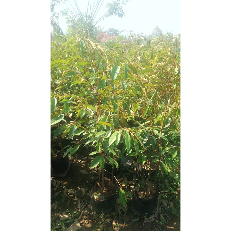 bibit Durian Musang king 1Meter