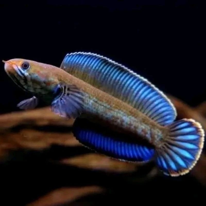 Channa Andrao Full Pelet Gondrong Size 5-6 cm,7-8cm Garansi 100%