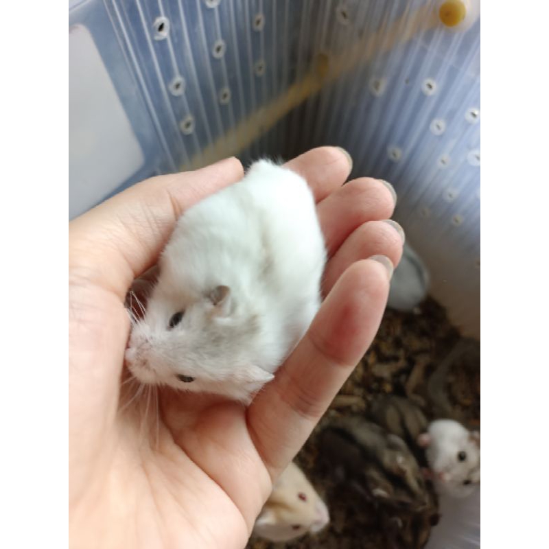 Hamster winter white jinak-- pekanbaru --