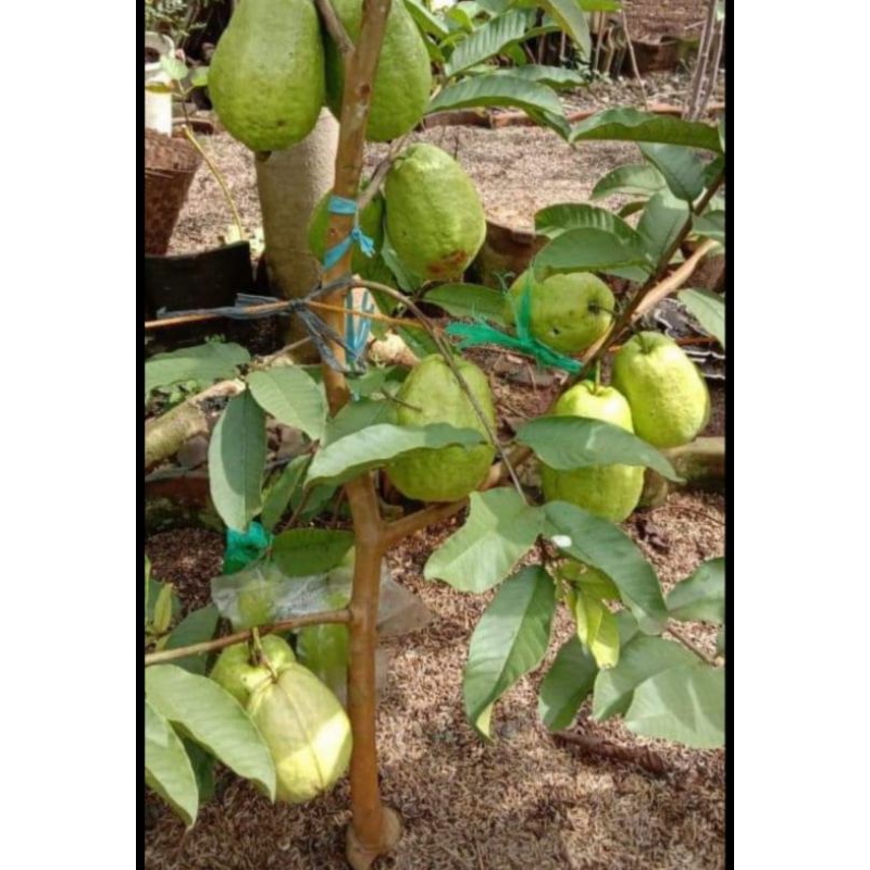 BIBIT jambu MERAH JENIS CHEGUA TANPA BIJI PALING JUMBO