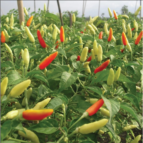 Benih Cabai Caplak / Cabai Rawit Putih | Isi 20 Benih ( Free Polybag Tanam Benih )