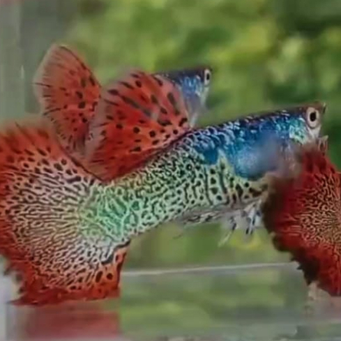 

BUNGKUS PLASTIK METAL SNAKE SKIN RED LACE ROSETAIL (PAKET 2PASANG/4EKOR) IKAN GUPPY HIASAN TERBAIK MURAH