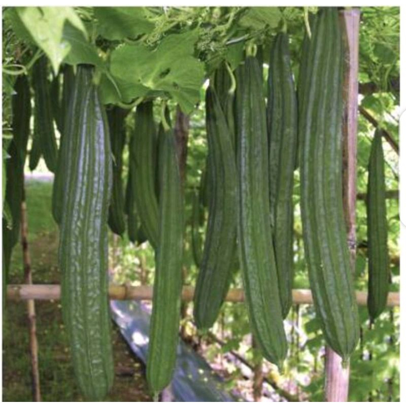 benih bibit biji GAMBAS OYONG