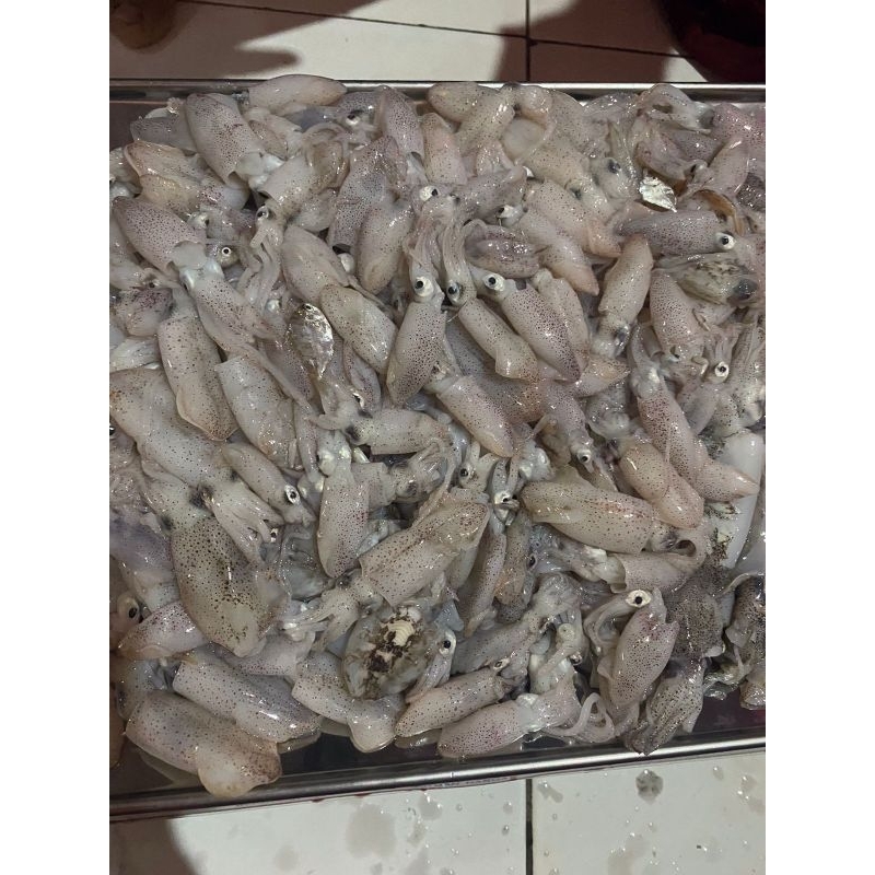 

BABY CUMI SEGAR 500GR 1KG FRESH FROZEN