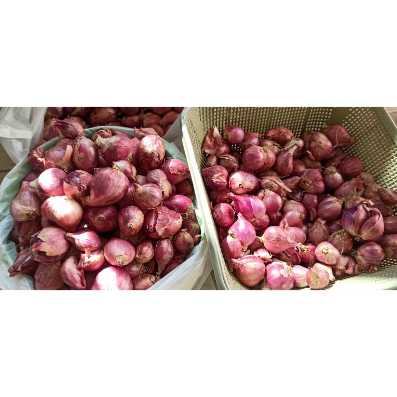 

bawang merah nganjuk