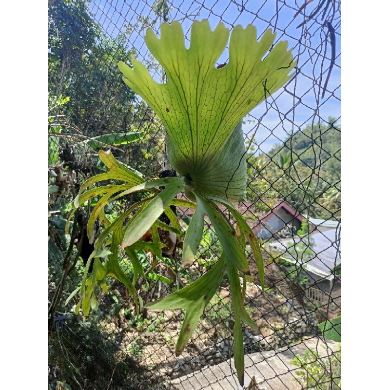 Platycerium Coronarium