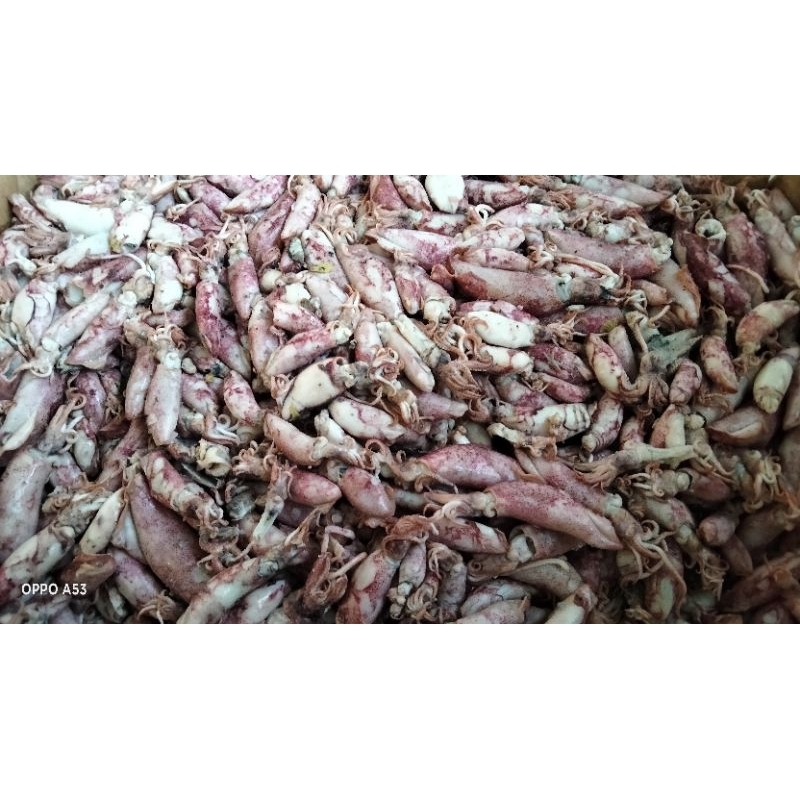 

Cumi asin jumbo 250g