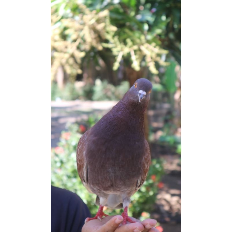 Player Merpati Kolong Siap Lomba