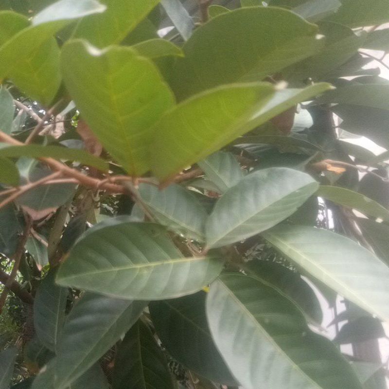

daun rambutan lansung petik