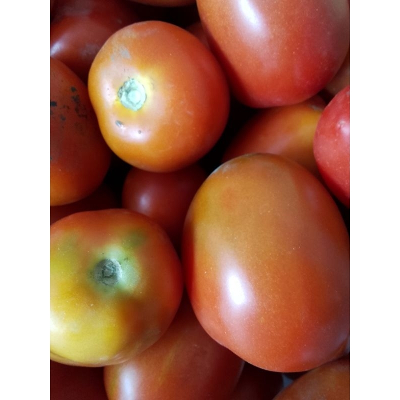 

tomat segar 500gram