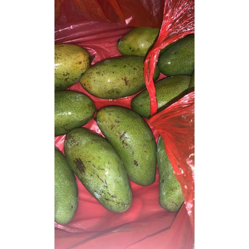 

Mangga Mengkel 1kg