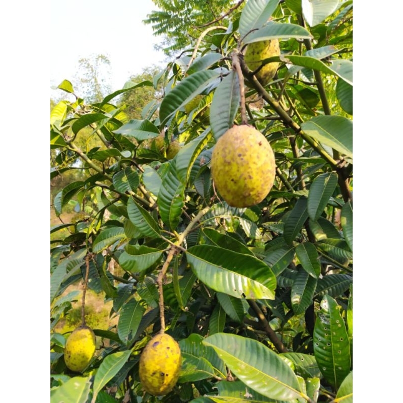 

buah pakel atau buah limus muda segar di petik ketika orderan masuk 1 kg