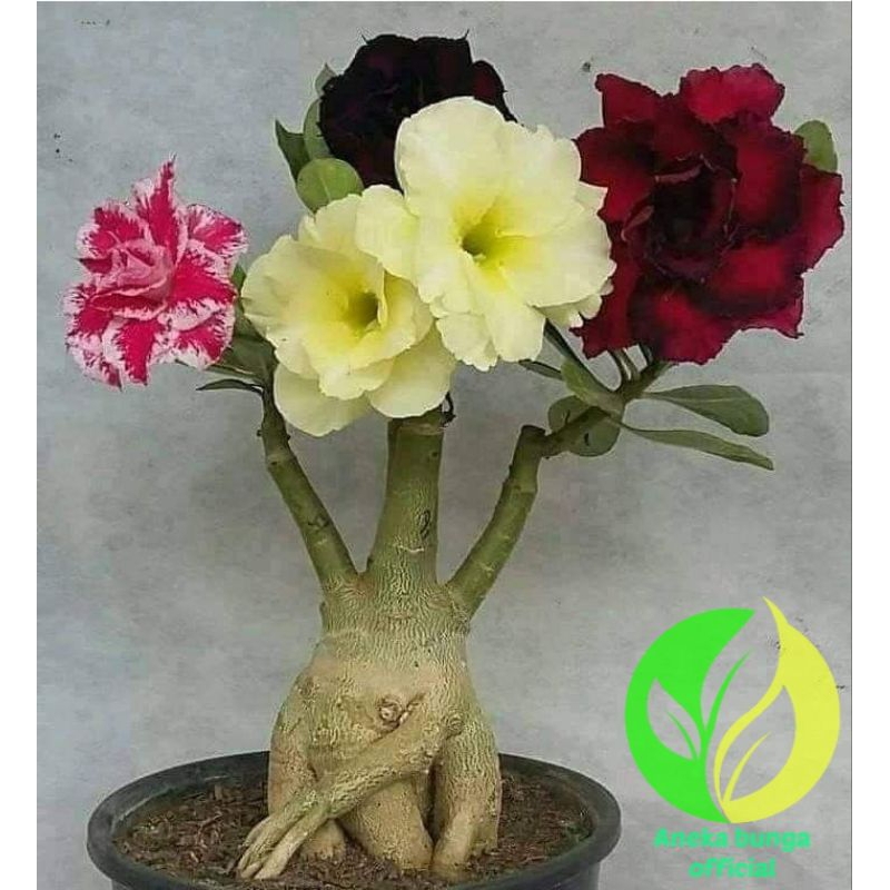 Tanaman hias bunga adenium tumpuk 4 warna / bunga Kamboja jepang tumpuk adenium