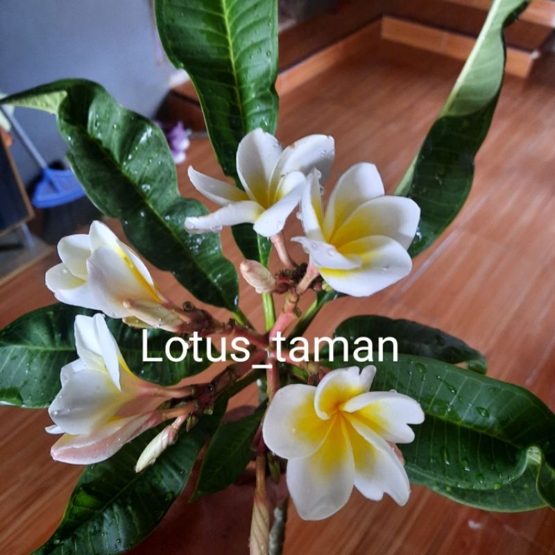 Stek cutting kamboja bali plumeria jepun bunga putih