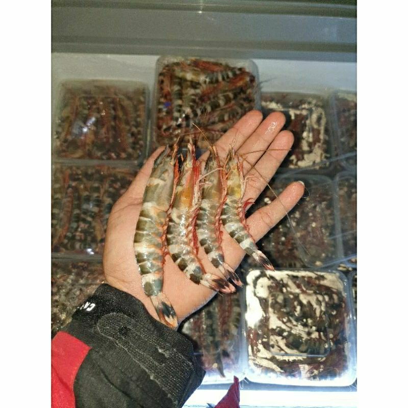 

Udang Windu 1Kg | Udang Tiger | Udang Windu Laut
