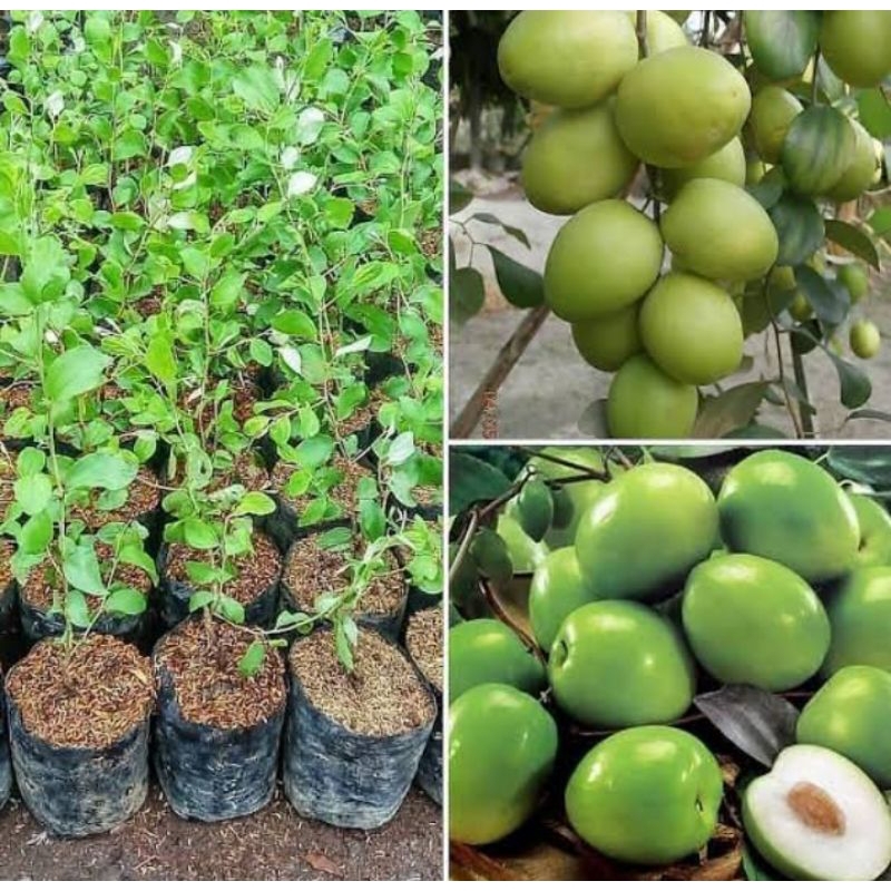 bibit buah apel putsa apel india