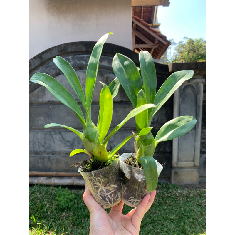 Grammatophyllum martae Species Filipina