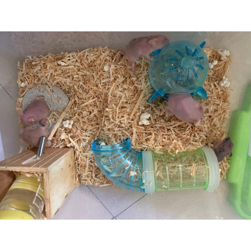 Hamster hairless botak